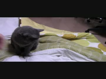テストうｐ　猫