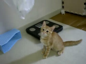 拾いねこ＠生後70日目　70日目～。目指せ7000日！