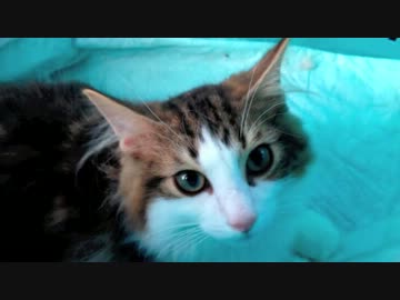 買い物から帰ったら子猫が一匹増えてた件