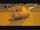 ネズミが和室を走り回っているだけの動画