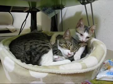 はじめての猫飼い046　～サロン・ド・大福、他～