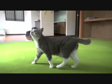 モアレとクリエ 「ネコと引越し・満タン＆空っぽ編」