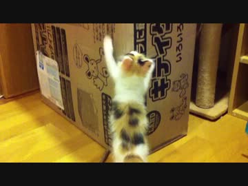 もふもふの三毛猫に威嚇された