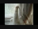 21.美人さん、ハイ！のポーズで。The beauty goes to sleep in the pause of Huy.