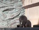 【15・30秒動物シリーズ】　コビトカバ