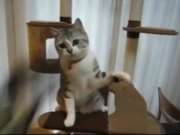 顔がいそがしい猫