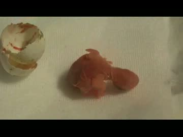 セキセイインコ　ふ化の瞬間