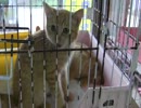 猫好き三大聖地【世界の猫グッズ博物館】その４