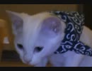 しろねこのﾄﾞﾛﾎﾞｰさんスタイル