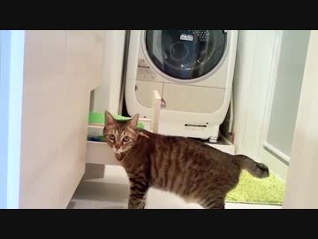 にゃんぺーさんが基地を発見した模様です