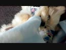 遊んでよーー☆彡