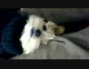 眠たっ！その２