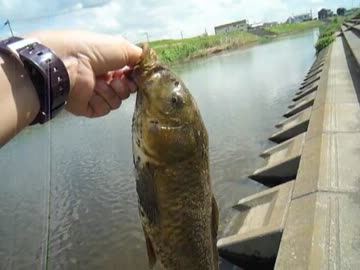 川に魚がいたから釣ってみた。2