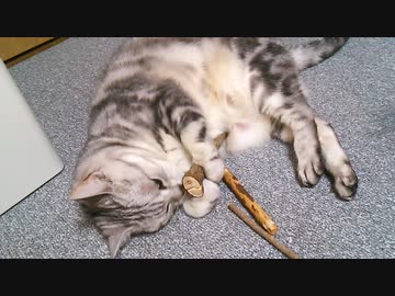 みゅうたんのまたたびｈｓｈｓ