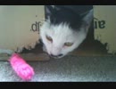 保護猫　男爵♂