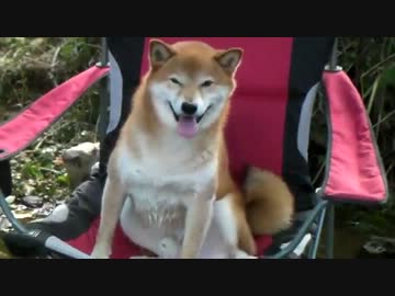 柴犬ジロー　田舎の生活