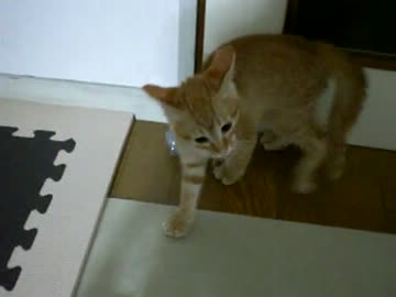 拾いねこ＠生後72日目　仕事中アコに噛まれてること妄想してによによ