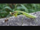 カマキリのお食事中に遭遇した【虫映像注意】