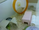 くるみさんも一応走るんですよ！