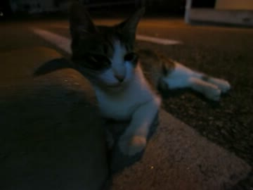 野良猫からの猫ぱんち