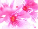 合唱　千本桜　８＋１