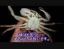 夜のエッチガニ釣り
