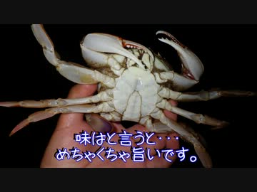 夜のエッチガニ釣り