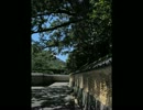 夏の萩