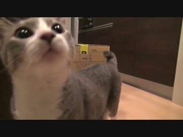 モアレとクリエ 「ネコと引越し・探索編」