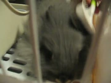 うさぎ　ブラッシング