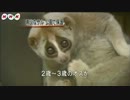 Slow loris.nhk