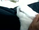 １日遅れでうさぎと916
