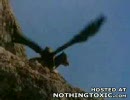 ワシにさらわれるヤギ