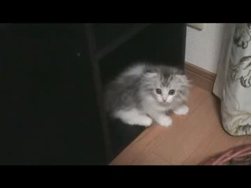 【猫動画】すこってぃビデオ日記Ｐａｒｔ２