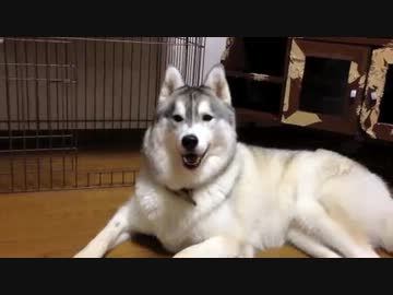 【柴犬＆ハスキー】タイタニック愛のテーマ聴かせてみた【幸村＆元親】