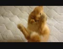 【うさぎ】あんず