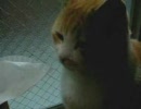 タマのくんくん
