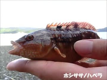 雑魚釣りのススメ