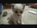 保護された子猫ちゃんと戯れてきた～ちょっと寝ぼけ中～