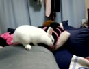 或るうさぎの部屋んぽ