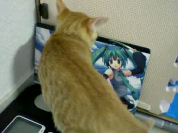 拾いねこ＠生後75日目　まだ外はこわいようですね