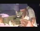 水道管から出られなくなった子猫の救出劇
