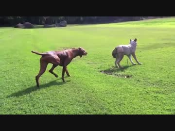 オオカミに超ビビりながら忍び寄る犬