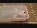 白文鳥の水浴び　Ver2