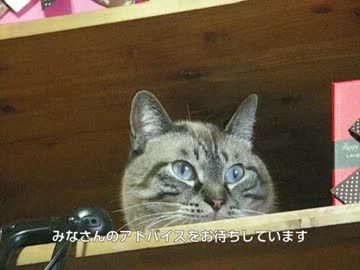 元野良の家猫生活９ヶ月　改めてジャンくんをご紹介