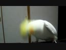 ヘドバンするオカメインコ