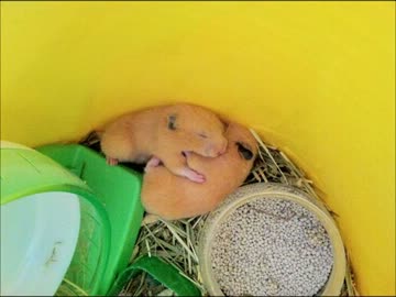 ハムフォルダー