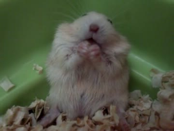 どーんっとモグモグ