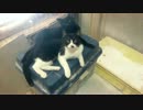 猫２匹part3