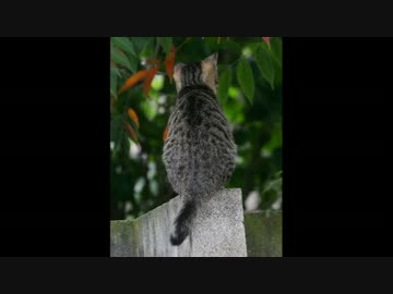 【弾いてみた】ギタドラのしっぽのロックを演奏してみた【歌ってみた】